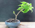 Bonsai 03-2017 013.JPG