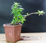 Bonsai 03-2017 019.JPG