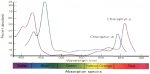 chlorophyll_a_b_spectrum_3.jpg