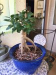 Ficus 02 - 03.18.17.JPG