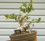 Ficus2.jpg