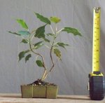 ficus t 3.jpg