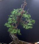 incense cedar first styling.jpg