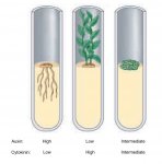 auxin_cyt-ratios.jpg