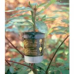 rooter-pot-tree-500.jpg