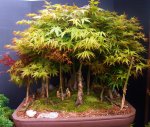 penjing-grouping-larch 4-17 001.JPG