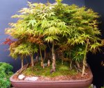 penjing-grouping-larch 4-17 003.JPG