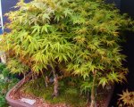 penjing-grouping-larch 4-17 007.JPG