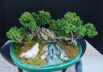 Shimpaku Penjing 008.JPG