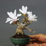 magnolia as bonsai.jpg