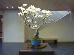 Magnolia-Yulan-OmiyaBonsaiArtMuseum2014.jpg