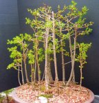 penjing-grouping-larch 4-17 017.JPG