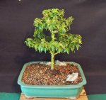 Bonsai in garage 001.JPG