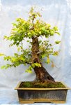 Hornbeam4-17-17-2.JPG