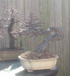 chinese elm.jpg