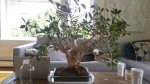 Bonsai Prune 2.jpg