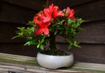 Azalea Red 001.jpg