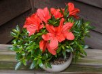 Azalea Red 002.jpg