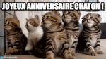 CAT.gif