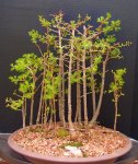 penjing-grouping-larch 4-17 015.JPG