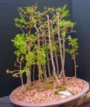 penjing-grouping-larch 4-17 016.JPG