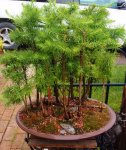 Larch 6-23-17 001.JPG