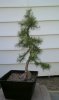 july'11 jularch.jpg