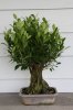 ficus1.JPG