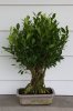 ficus3.JPG