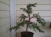 juniper front.2..jpg