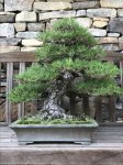 Removing the Bonsai Wire Just Too Late – happy bonsai blog