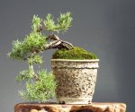 Cascade Rosemary.jpg