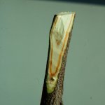 verticillium-wilt-2.jpg