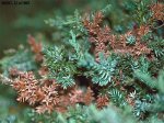 phomopsis_on_juniper_2_l2.jpg