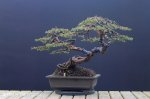 common juniper bonsai.jpg