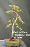 Cedrus libani 'Brevifolia' 2016.jpg