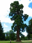 giant-sequoia.jpg