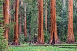 sequoias.jpg