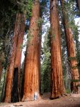 sequoias2.jpg