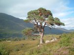 Glen-Affric-Scots-Pine-03.jpg