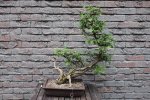 thuja-0003.jpg