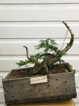 may2017bjorn-thuja-002.jpg