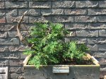 aug2017preunwire-thuja-002.jpg