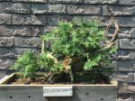 aug2017preunwire-thuja-003.jpg