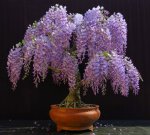 wisteria.jpg