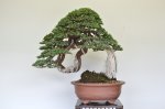 sonare-juniper-bonsai.jpg