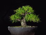 ebay_ficus_aug2017b.jpg