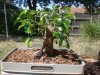 Ficus B. 4-2011.jpg