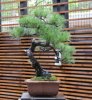 Japanese red pine 1965.JPG