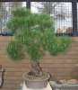 Japanese red pine 1960s.JPG